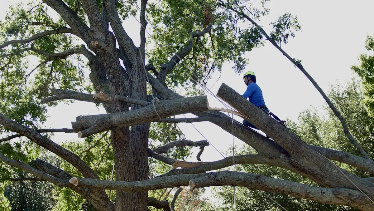 Professional Crown Thinning performed by certified arborists in Havelock