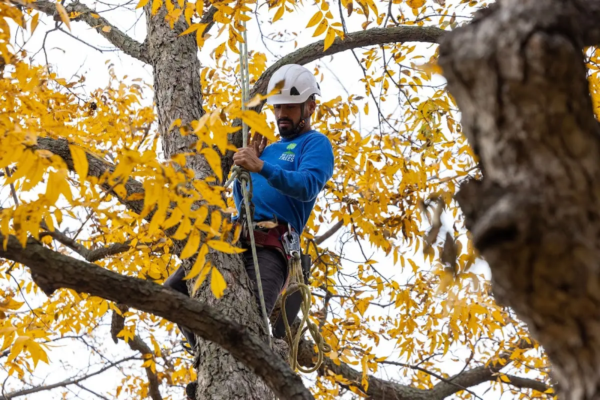 Skilled Storm Damage Cleanup crew working in Havelock